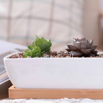 Succulent Planter